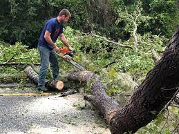 Why Choose Our Tree Removal Services in Maytown, PA?