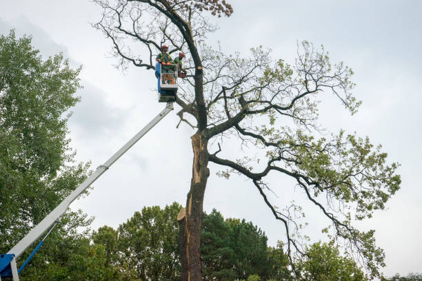 Best Tree Maintenance Programs  in Maytown, PA