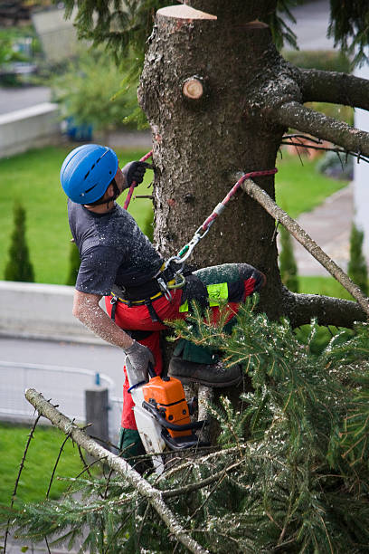 Best Emergency Tree Removal  in Maytown, PA